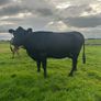 2nd calf AAX cow Image 4