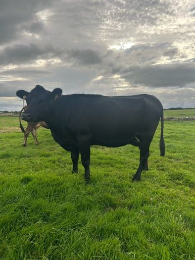 2nd calf AAX cow