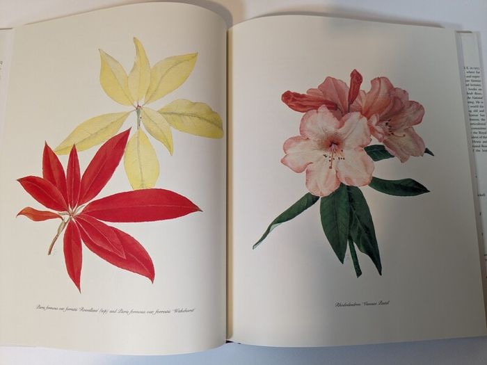 Flower Paintings Graham Stuart Thomas