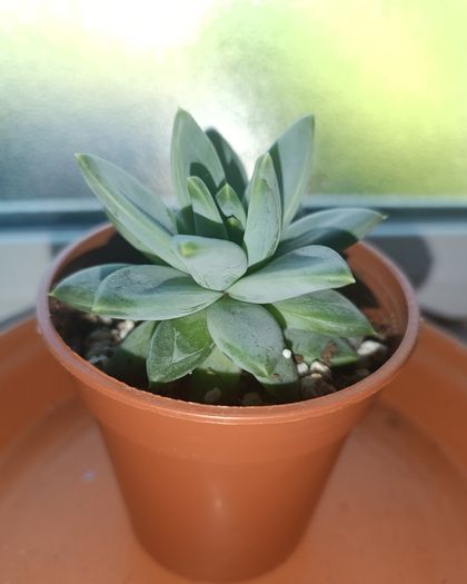Succulent Plant