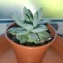 Succulent Plant Image 6