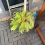 plants Image 6