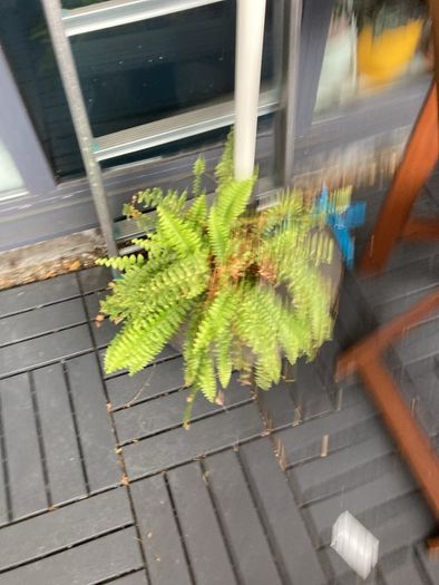 plants
