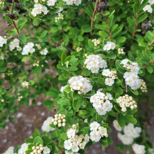 mature plant bundle