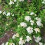 mature plant bundle Image 2