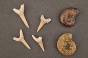 Fossilized prehistoric ammonites / sharks teeth ,With display box.