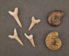 Fossilized prehistoric ammonites / sharks teeth ,With display box.