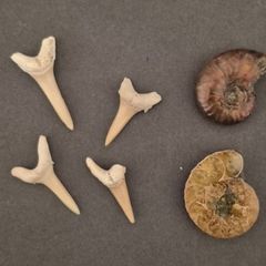 Fossilized prehistoric ammonites / sharks teeth ,With display box.