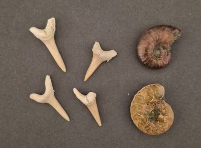 Fossilized prehistoric ammonites / sharks teeth ,With display box.