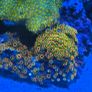 coral Image 7