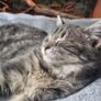 cat Image 3
