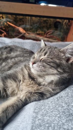 cat