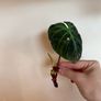 houseplant Philodendron 69686 top cuttings Image 5