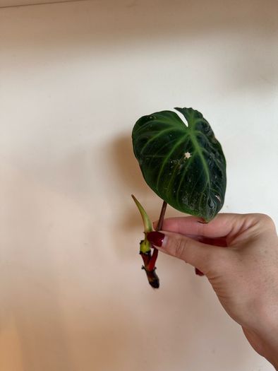 houseplant Philodendron 69686 top cuttings