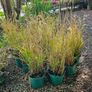 Large Selection of Grass Plants Image 6
