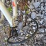 Bike Image 9