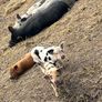 Kune kune piglets Image 5