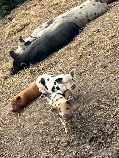 Kune kune piglets
