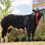 Show heifers Image 9