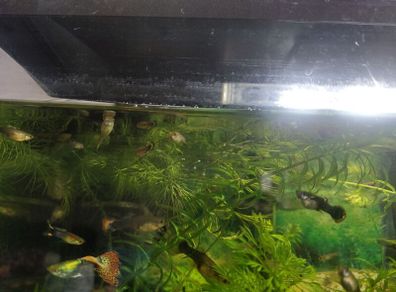 fish