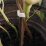 Coleus Houseplant & Tall Premium Planter Image 7