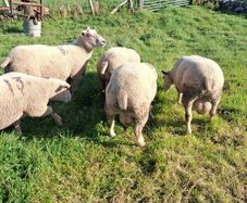 Last few quality charlollais hoggets left