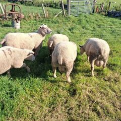 Last few quality charlollais hoggets left