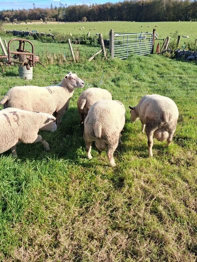 Last few quality charlollais hoggets left