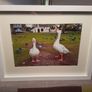 The Lough, Cork Image 6