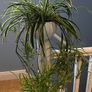 spider plant Image 3