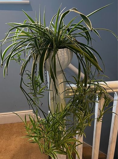 spider plant