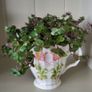 Turtle Vine. Tradescantia Callisia repens.House plant. Image 9