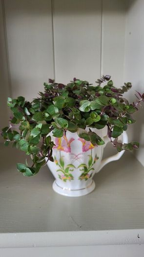 Turtle Vine. Tradescantia Callisia repens.House plant.