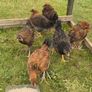 Welsummer off heat Chicks Image 3