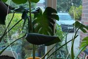 Indoor Plant
