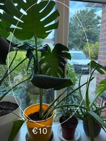 Indoor Plant