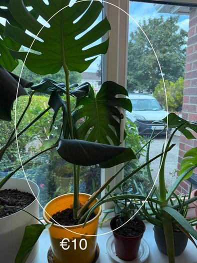 Indoor Plant