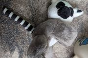 Lemur soft toy