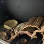 Reptile tank Image 2