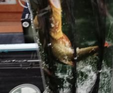 fishing gear 2 rods 1 reel 6pks of line and 5pks of lures