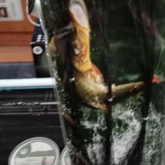 fishing gear 2 rods 1 reel 6pks of line and 5pks of lures