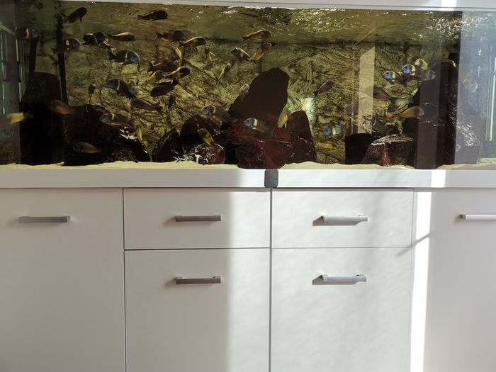Aquarium, Fish tank, 720L Diversa