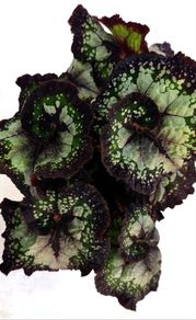 Begonia