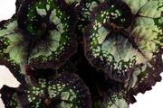 Begonia