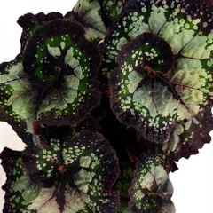 Begonia