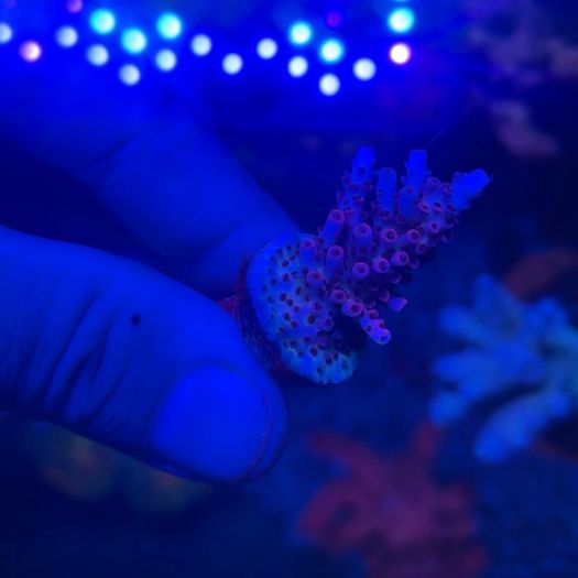 SPS Coral Frags