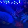 SPS Coral Frags Image 6