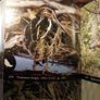 The Audubon Field Guide to North American Birds, Eastern Region/ 1988 Image 9