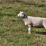 Hoggets Image 2