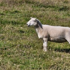 Hoggets